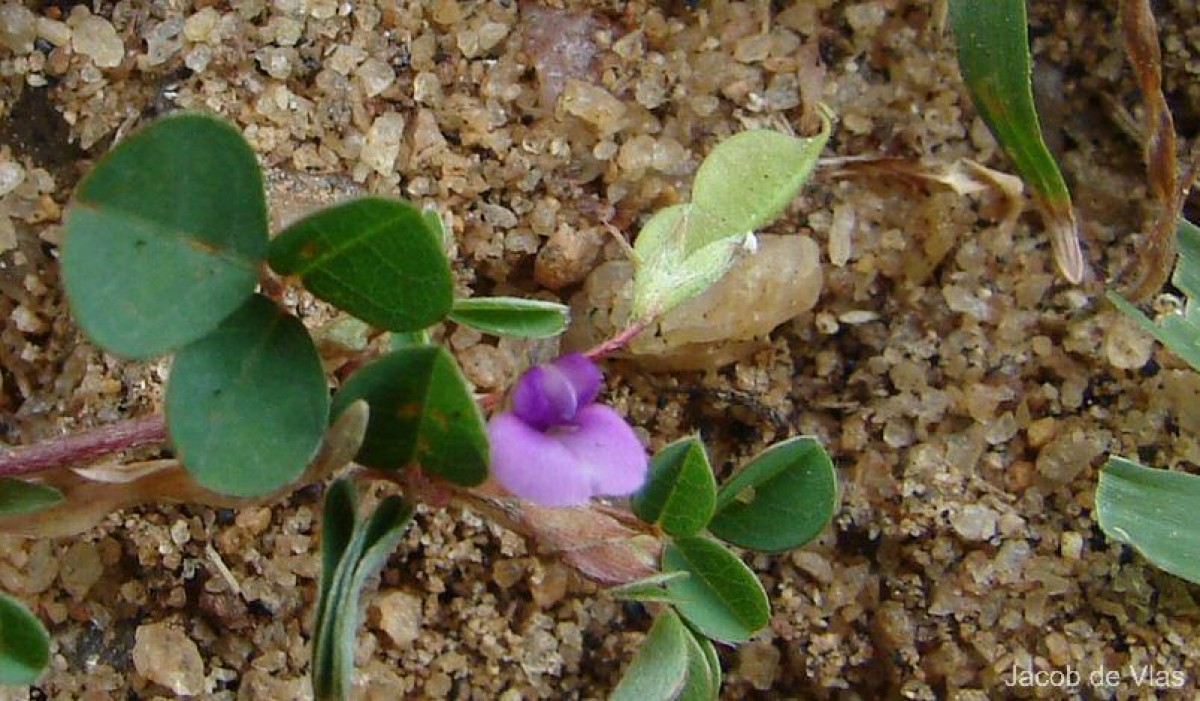 Grona triflora (L.) H.Ohashi & K.Ohashi